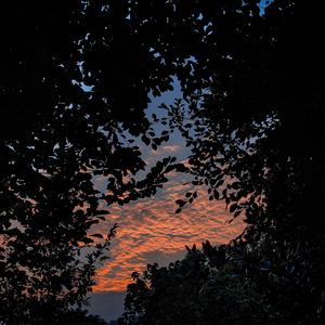 大黑狗配猪的视频
